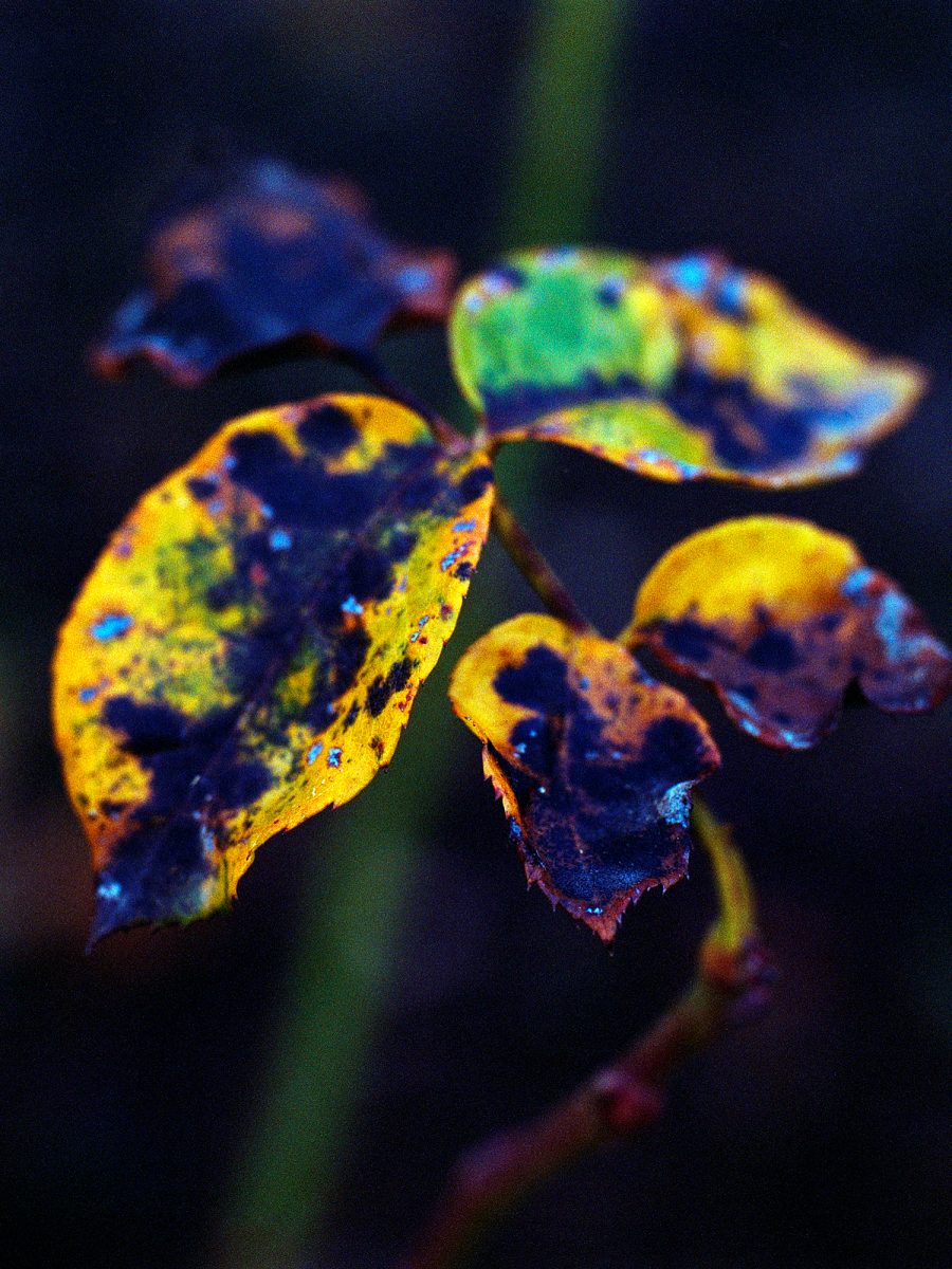 03. Botanica - NGS