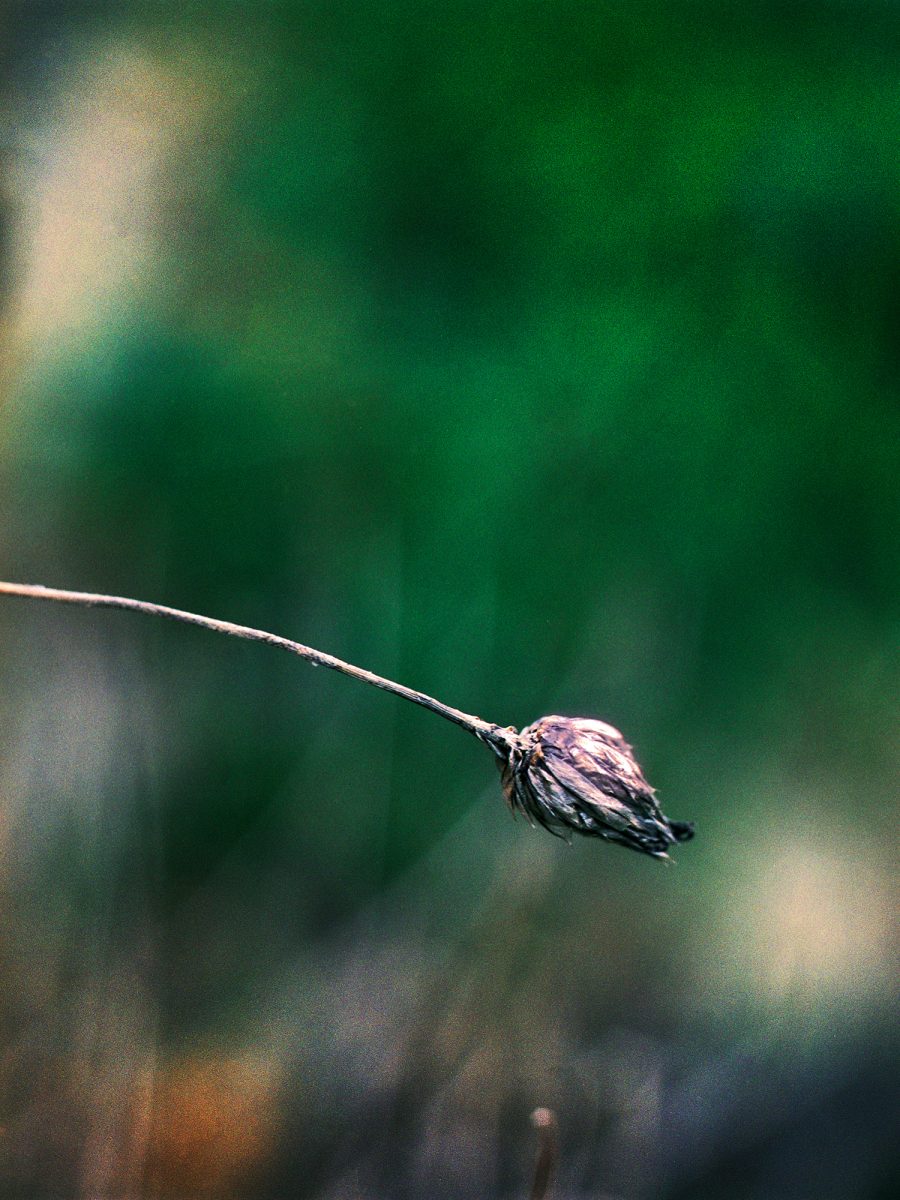27. Botanica - NGS