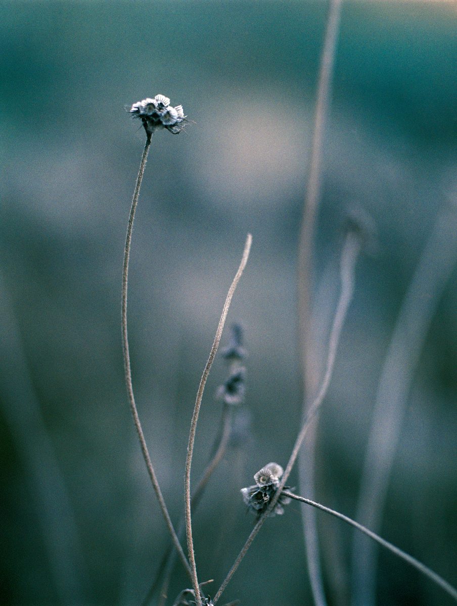 31. Botanica - NGS