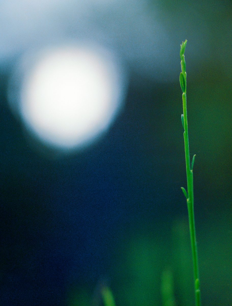 32. Botanica - NGS