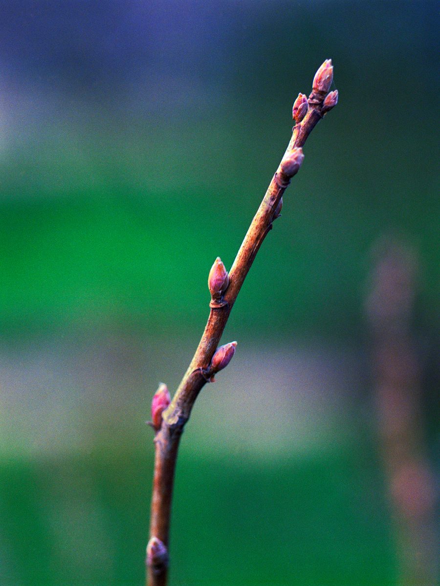35. Botanica - NGS