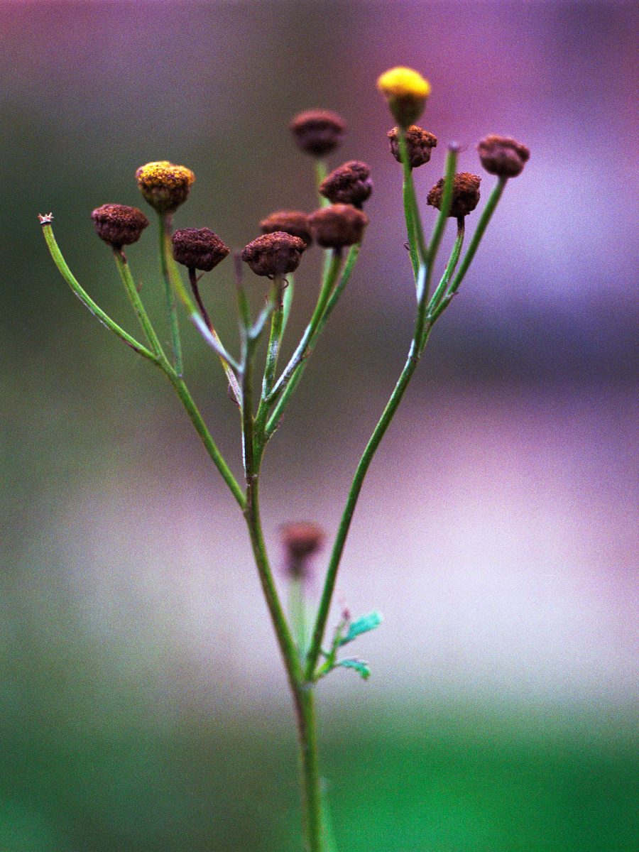 34. Botanica - NGS