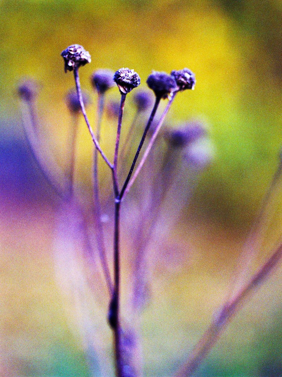 05. Botanica - NGS