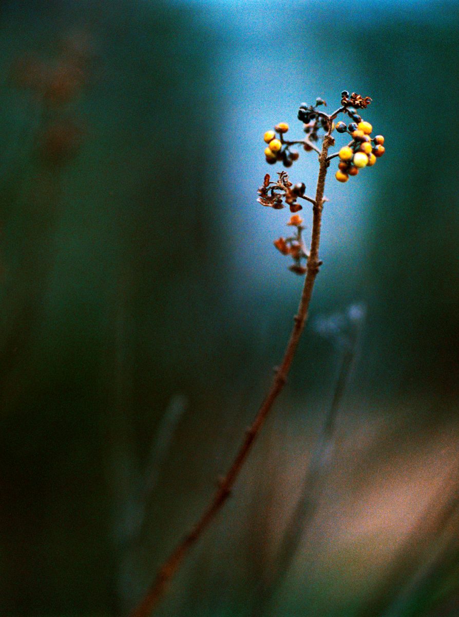 06. Botanica - NGS