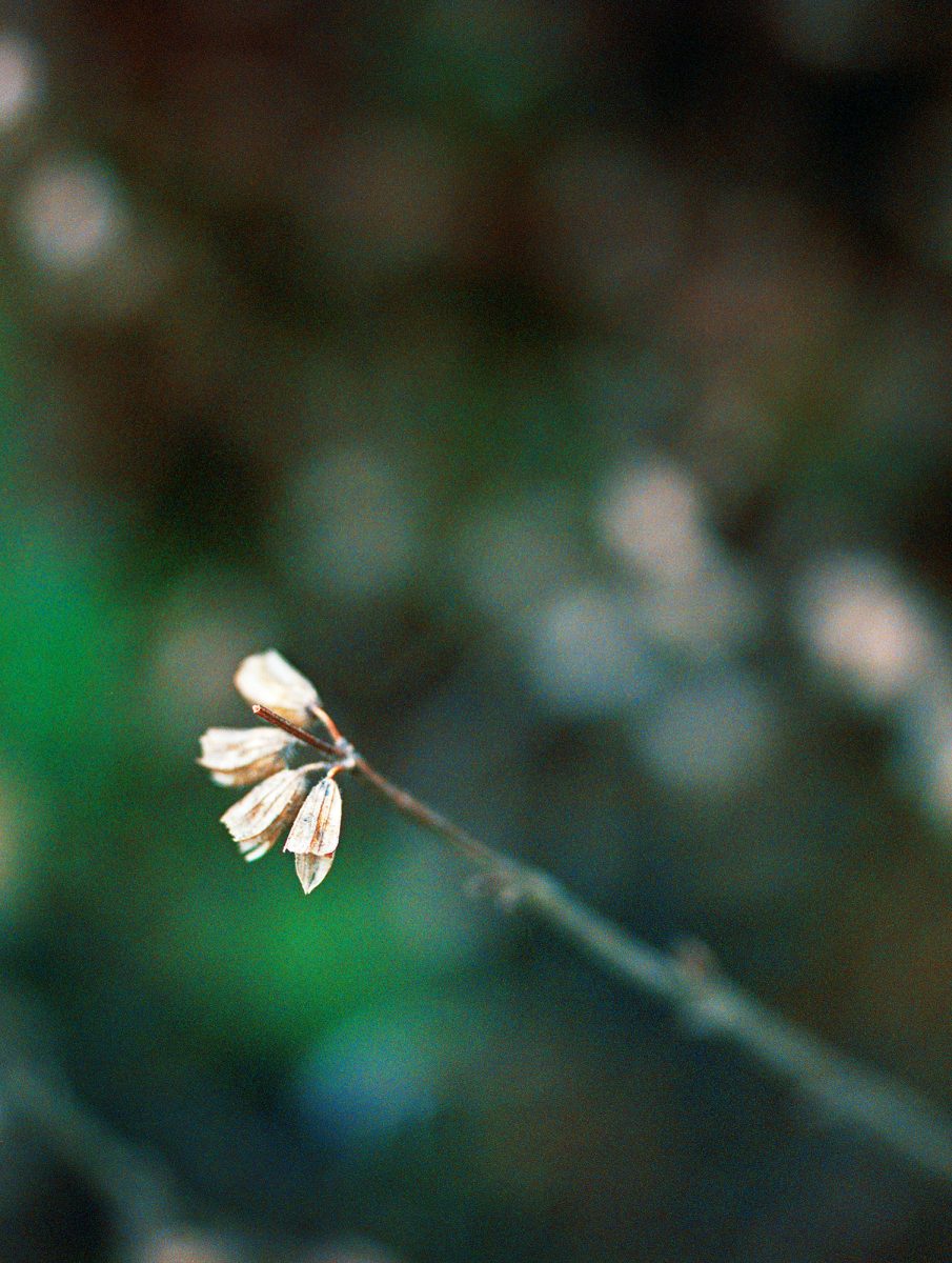 15. Botanica - NGS