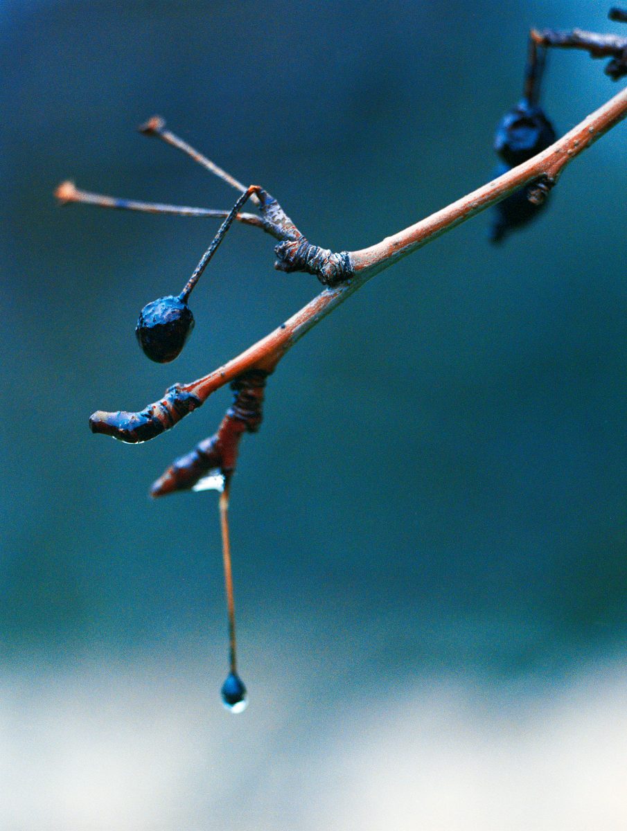 13. Botanica - NGS