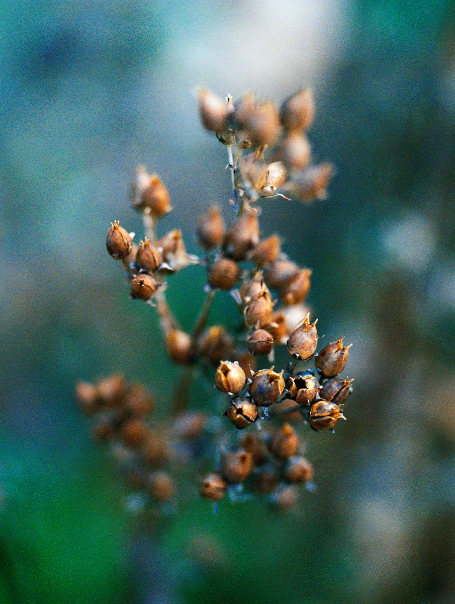 19. Botanica - NGS