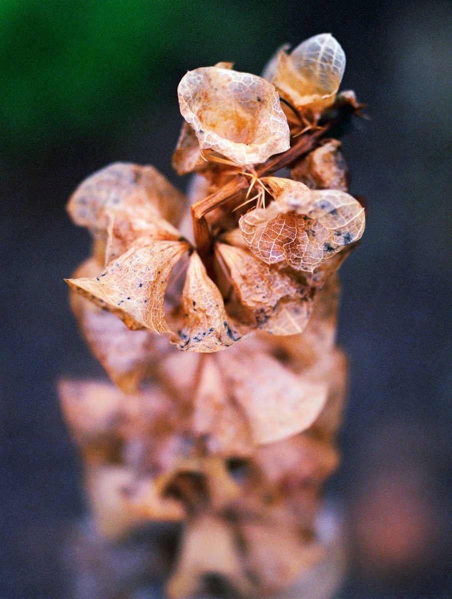 22. Botanica - NGS