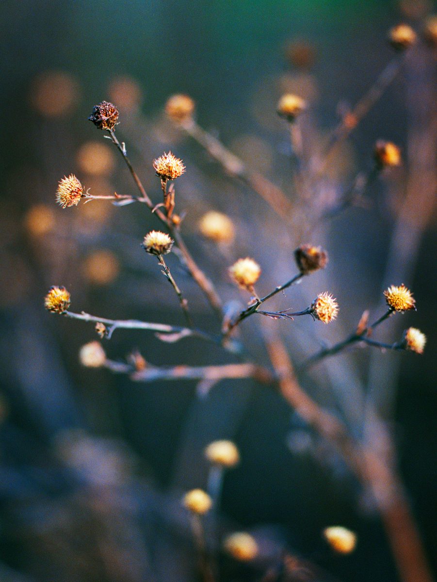 23. Botanica - NGS