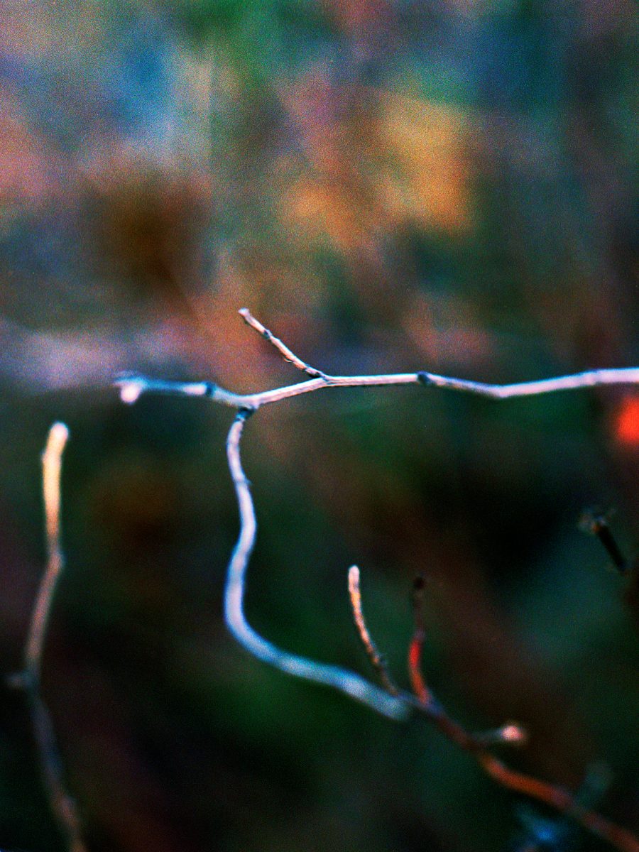 24. Botanica - NGS