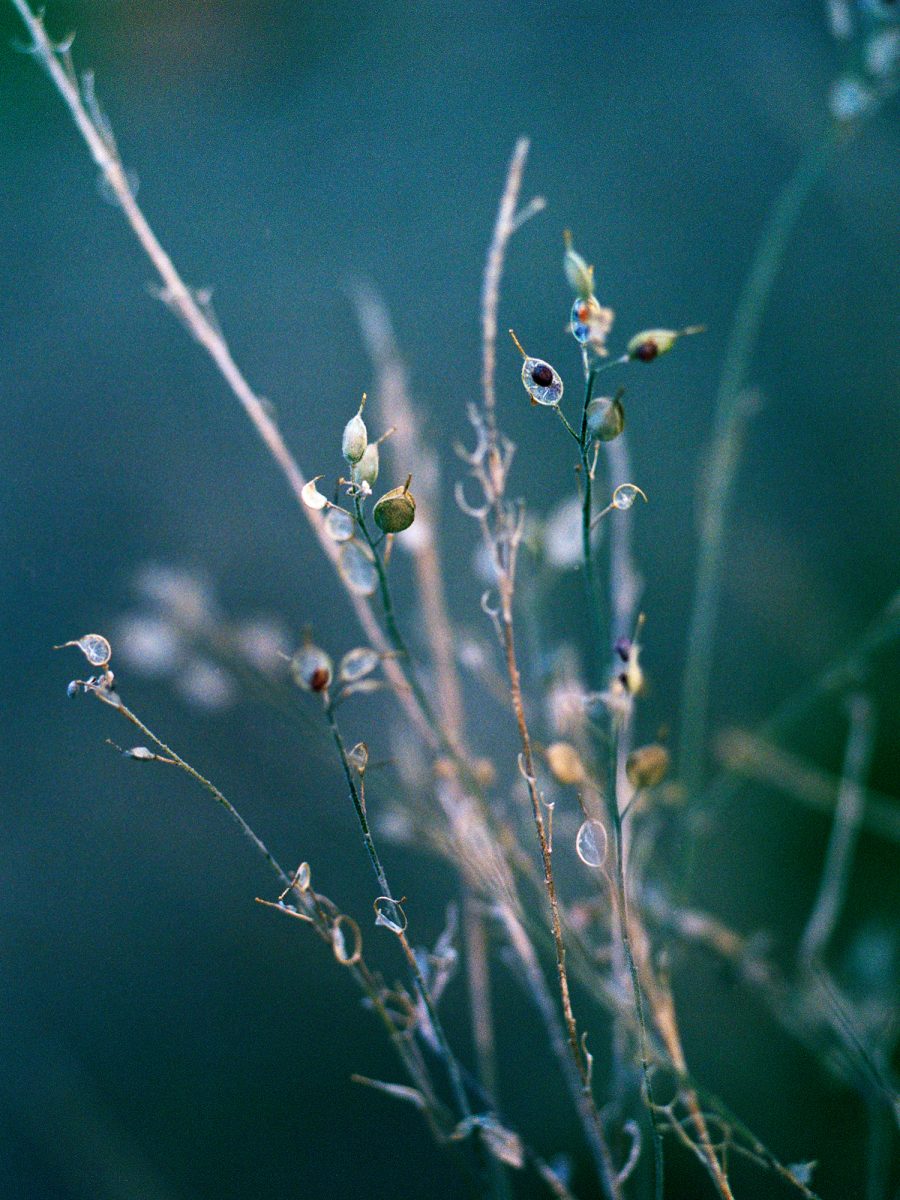 25. Botanica - NGS