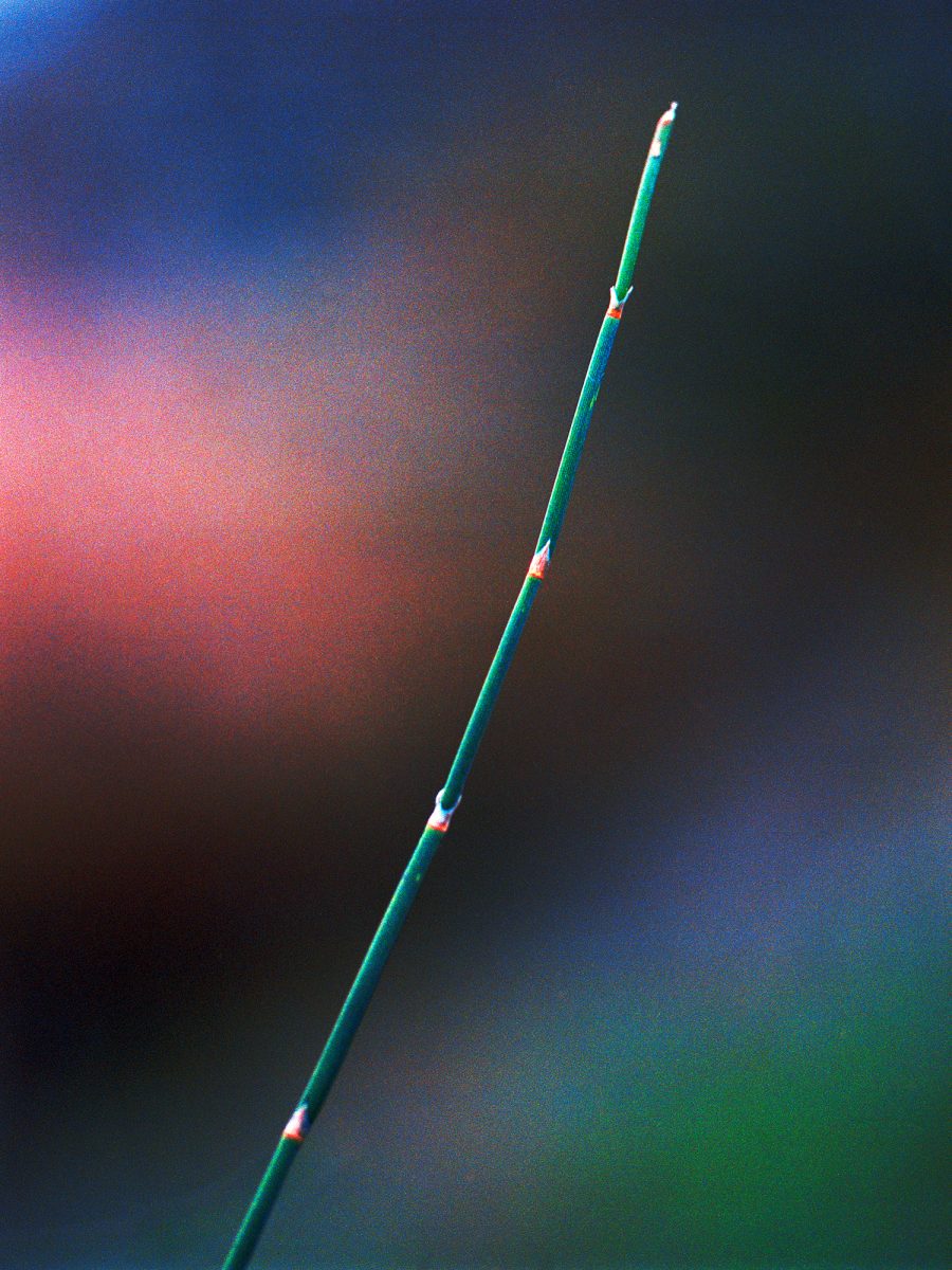 28. Botanica - NGS